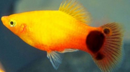 Пецилії "сунички"