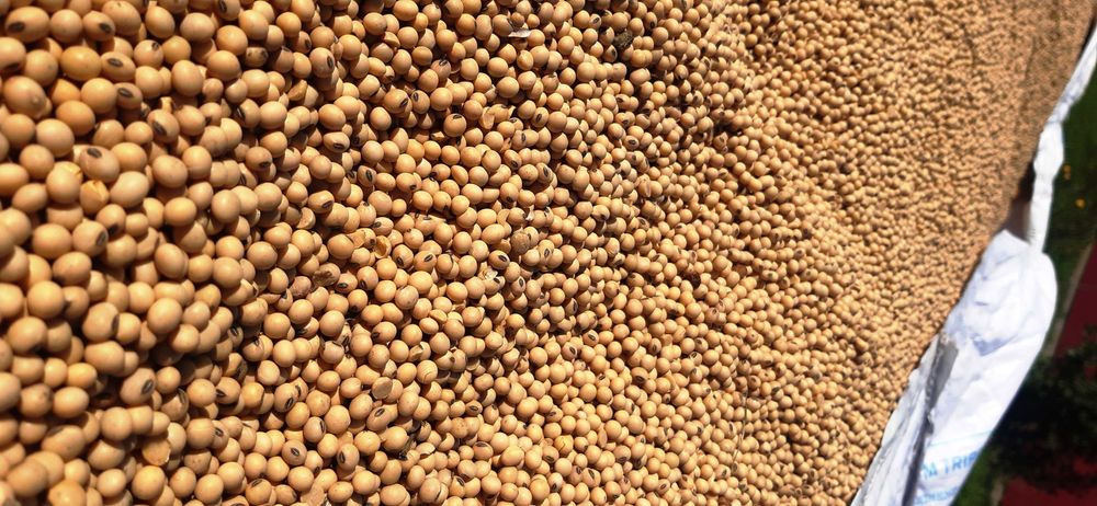 соя Аполло на насіння