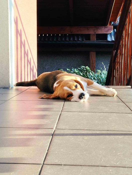 Suczka Beagle z rodowodem ZKwP FCI ,Po  Championach   .DNA .