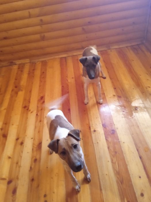 Продам цуценят породи гладкошерстний фокстерєр