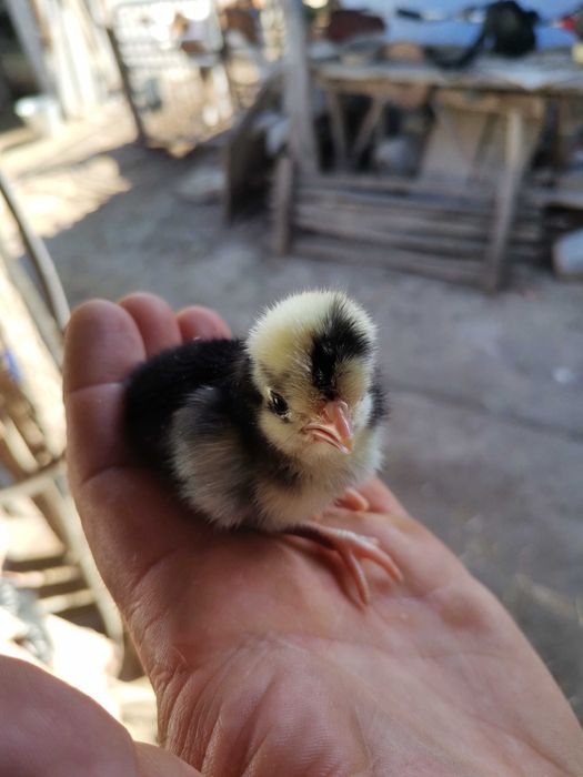 Інкубаційне яйце голландських білочубі