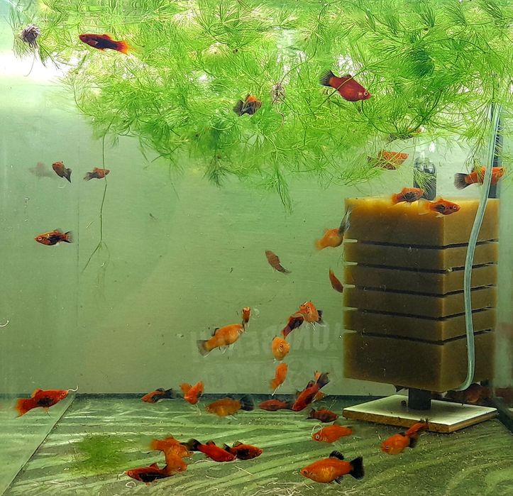 Пецилія акваріумна рибка