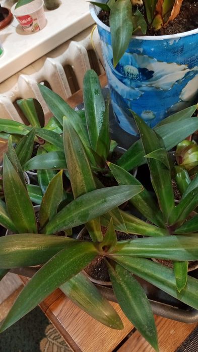 Продам традисканцію Рео.