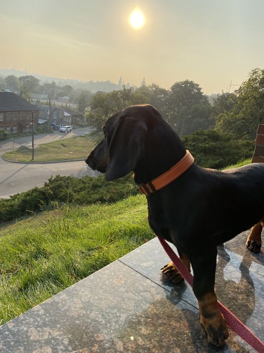 Мальчик ищет девочку(такса)