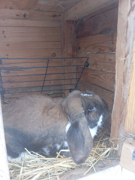 Sprzedam króliki Barany Baran francuski