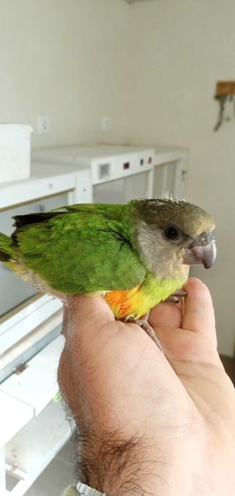 Papagaios criados á mão