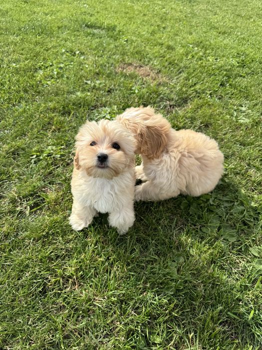 Uroczy chłopiec maltipoo gotowy na nowy dom