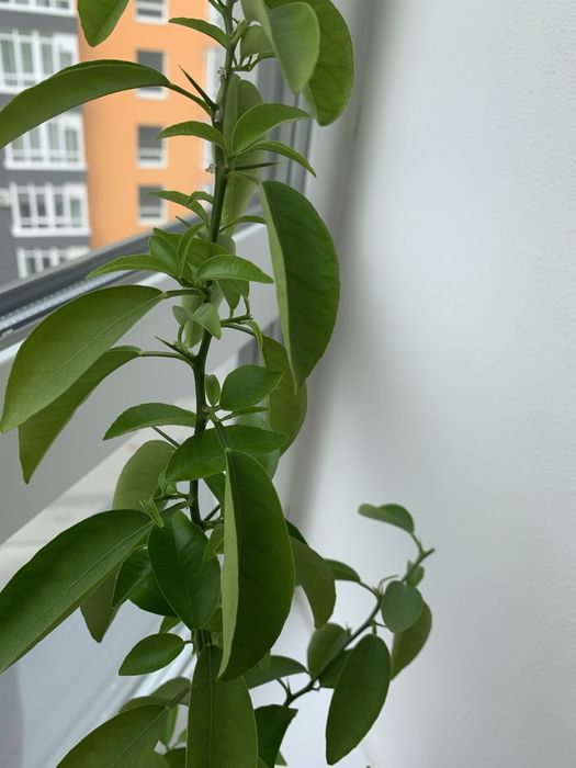 Мандаринове дерево