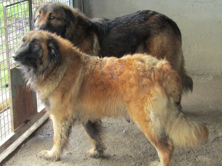 Cão Serra da Estrela com Pedigree/Afixo