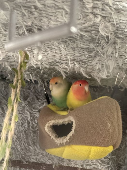 Vendo casal de Agapornis