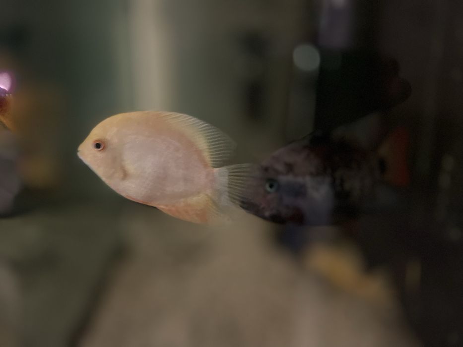 Vendo ciclideos americanos