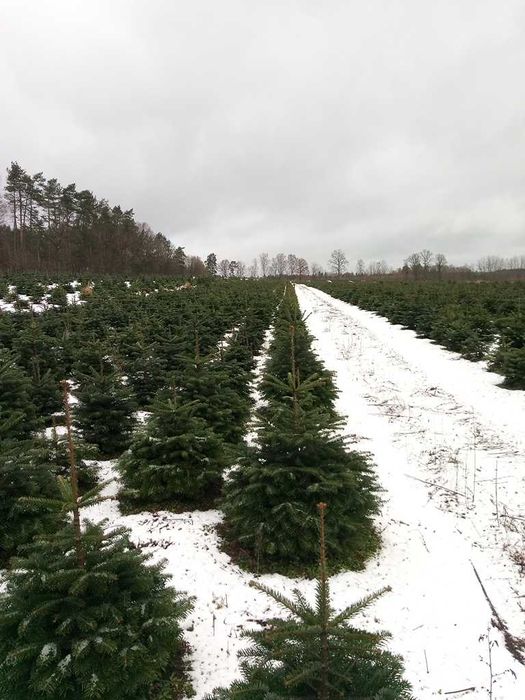 Jodła Kaukaska Plantacja