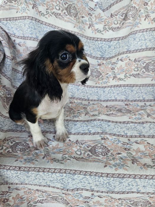 Cavalier King Charles Spaniel