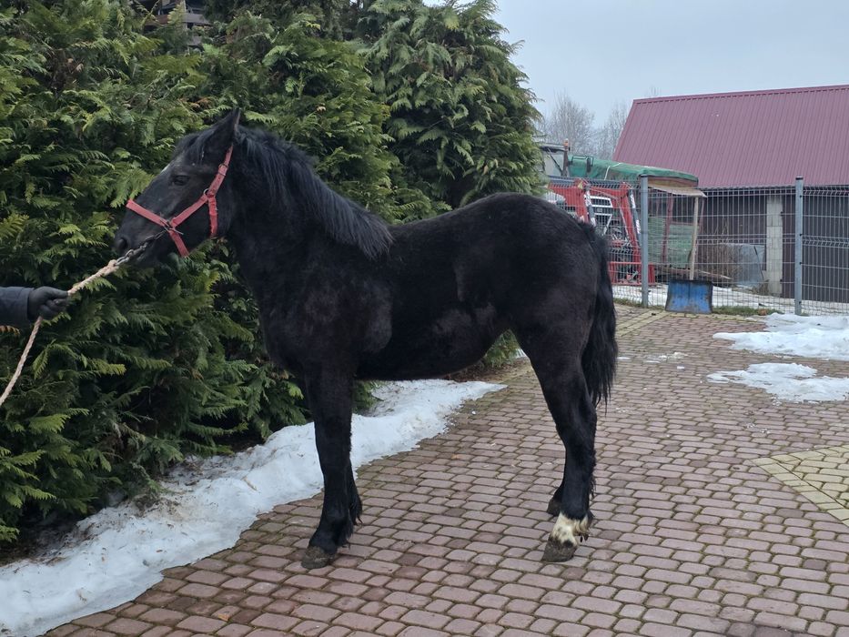 Źrebica 10 miesięczna