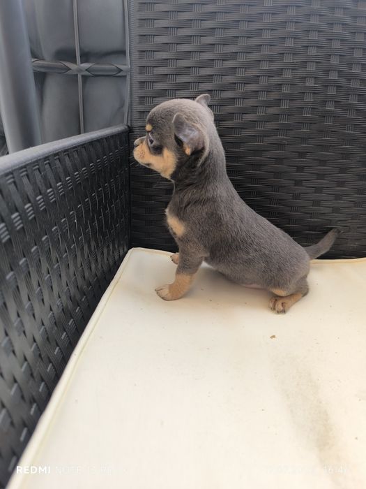 Chihuahua suczka