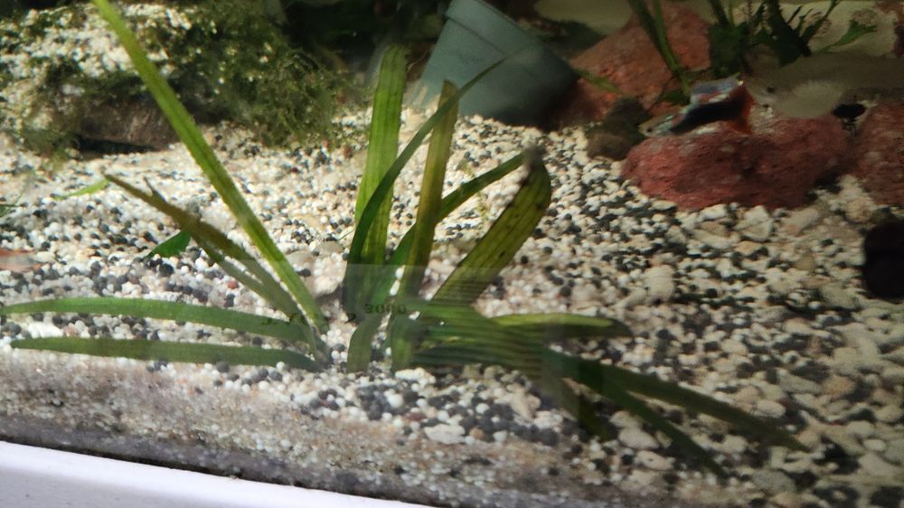 Plantas aquário raiz