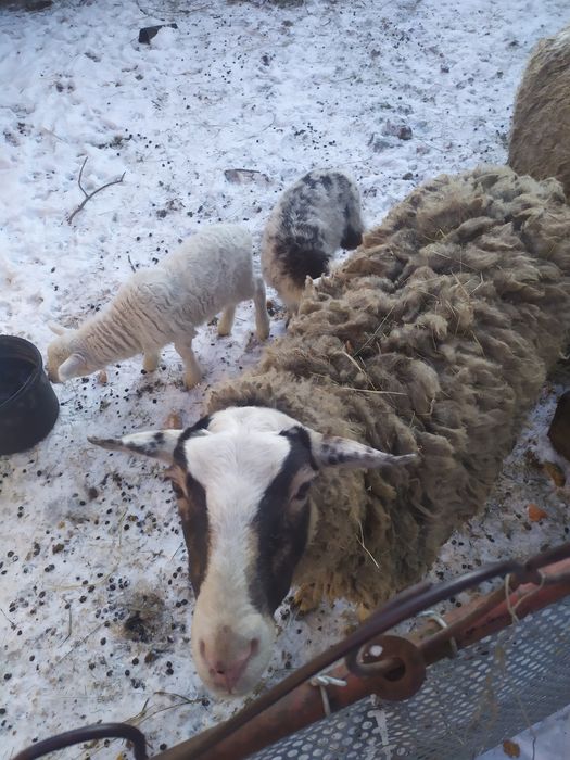 Продам вівці Прекус, Романівські