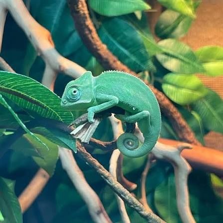 Terrarium dla: kameleon