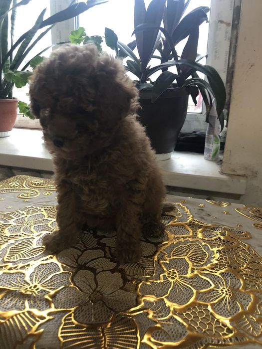 Неймовірні той пуделята