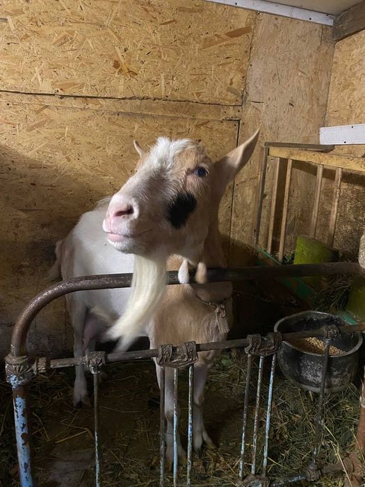 Продам Козу Вінниця