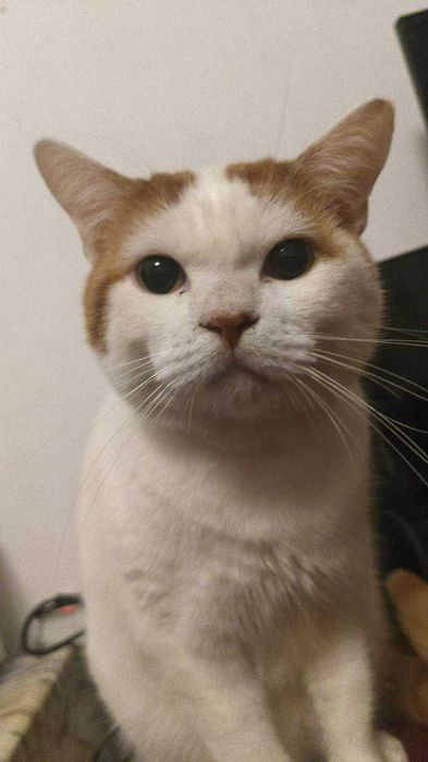 Adoção (idealmente) conjunta