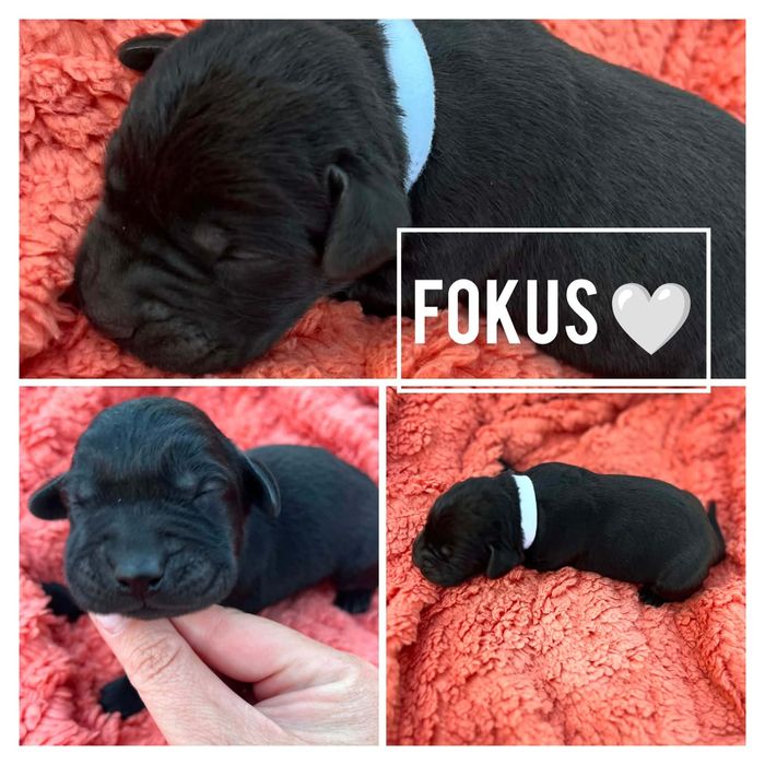Śliczny piesek labrador Fokus