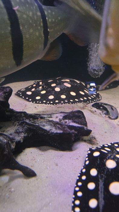 Potamotrygon Leopoldi Black Diamond Płaszka