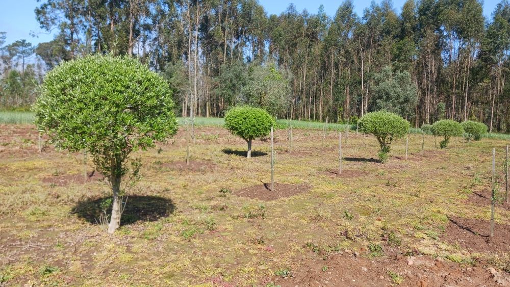 Oliveiras para jardim ou produção