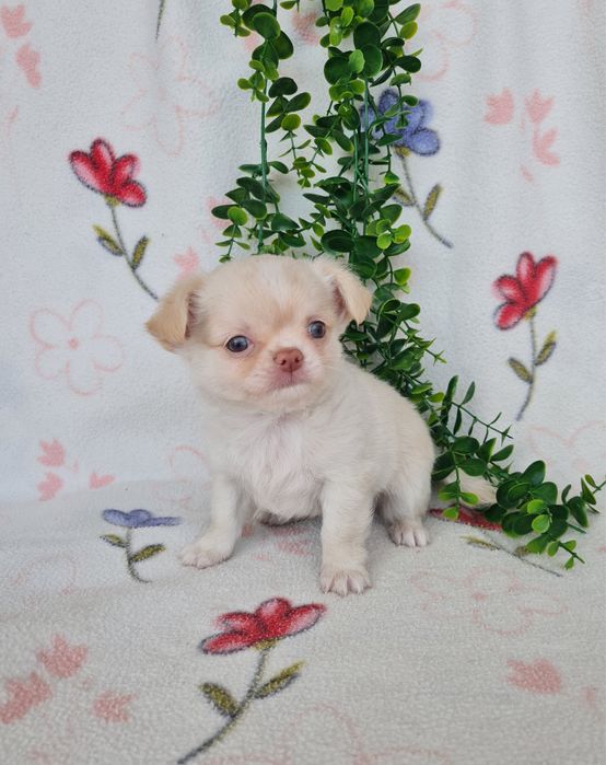 Excelente mini menino pelo longo Chihuahua/Chiuaua Linhagem Russa de Qualidade