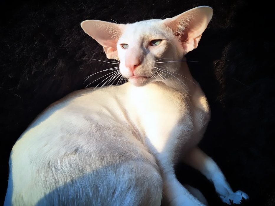 Шикарный мальчик