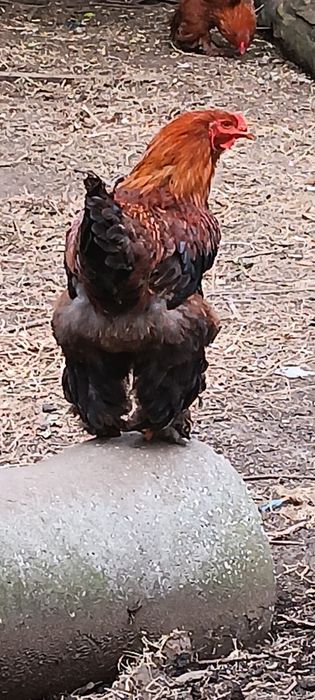 Galos brahamas e Ovos