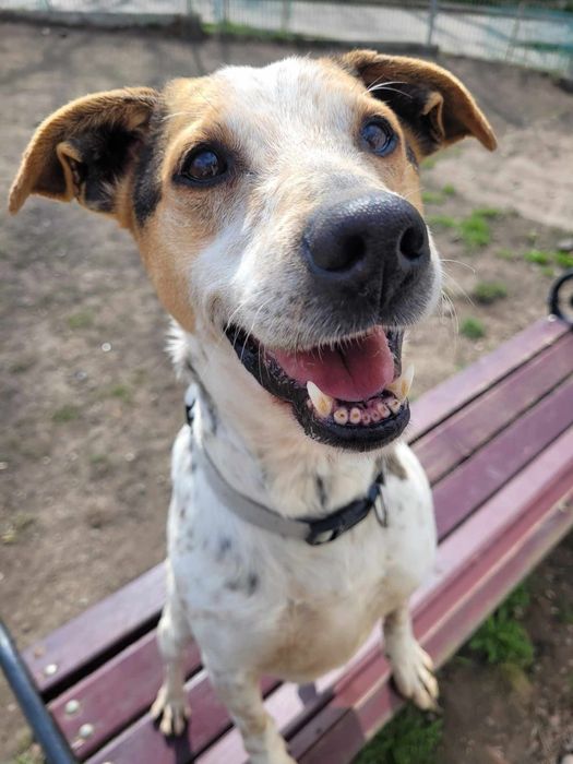 Hortex-psiak o wyjatkowym umaszczeniu szuka domu!