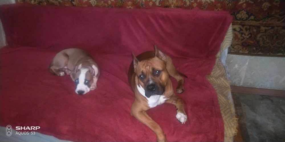 Амстафф для вязки