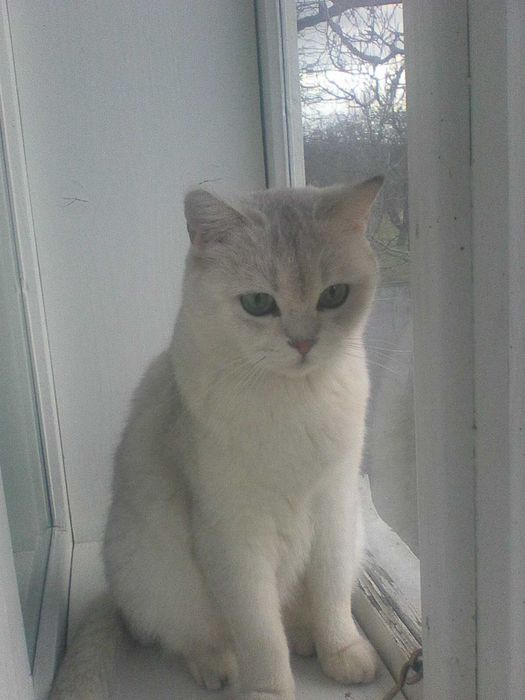 Доросла кішка срібна шиншила