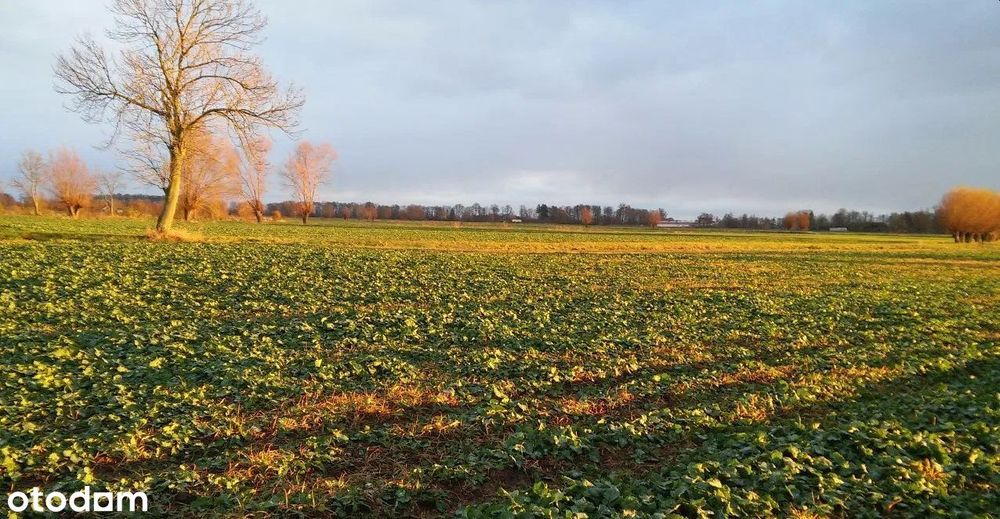 Działka budowlana 2622 m² | WZ | blisko S7 | spokojna okolica - Widok 5