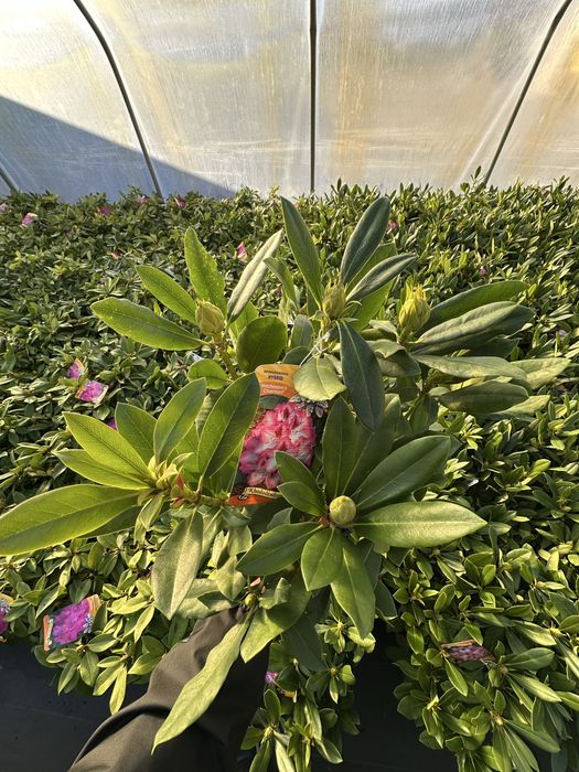 Rododendrony 4L Różne Kolory