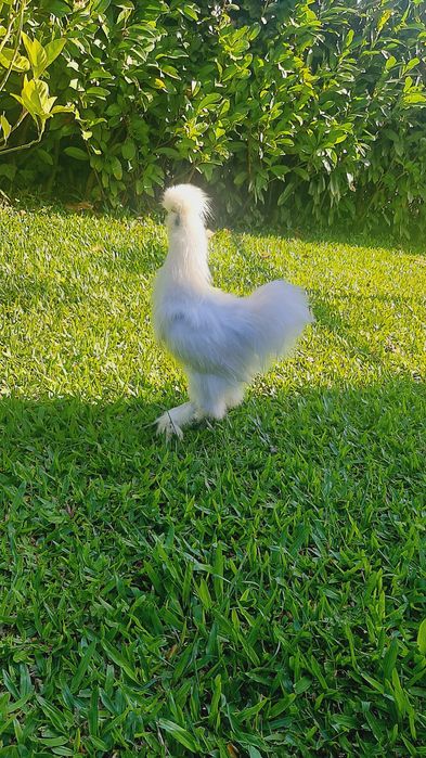Macho sedosa do Japão