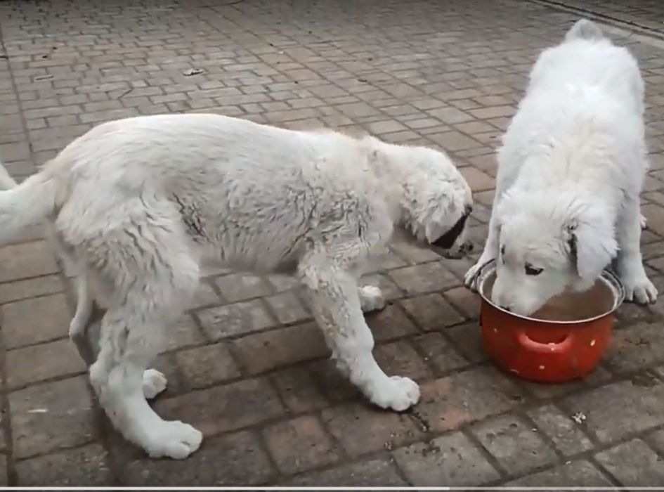 Цуценята Вівчарка Українська Карпатська, Розплідник-ВУК. Щенки овчарка