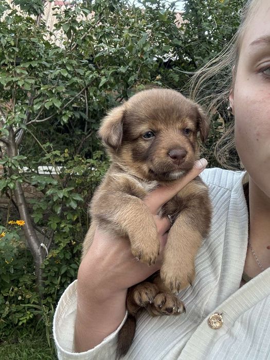 Щенята від дуже маленької собачки