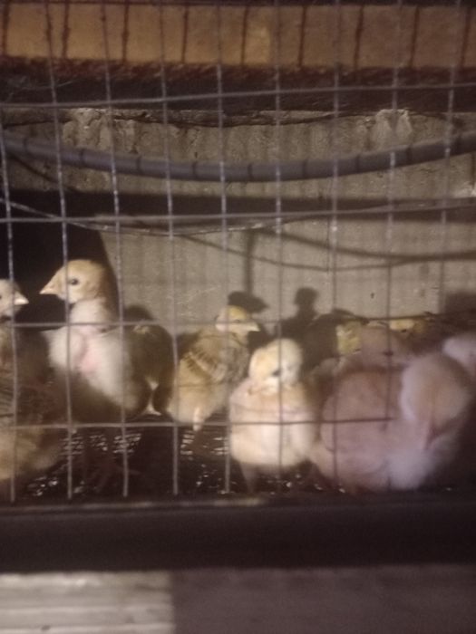 Продаються  курчата голошийка від 25грн до 90грн .Є інкубаційні яйця