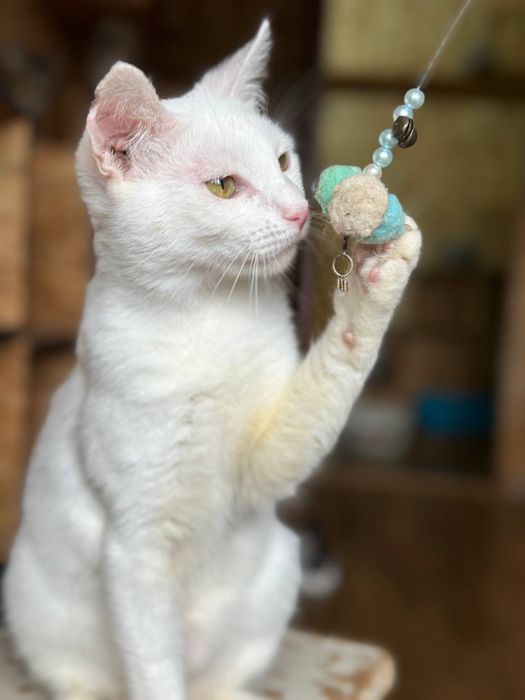 Мальчик Єнап, 9 мес, котенок с Торнцка