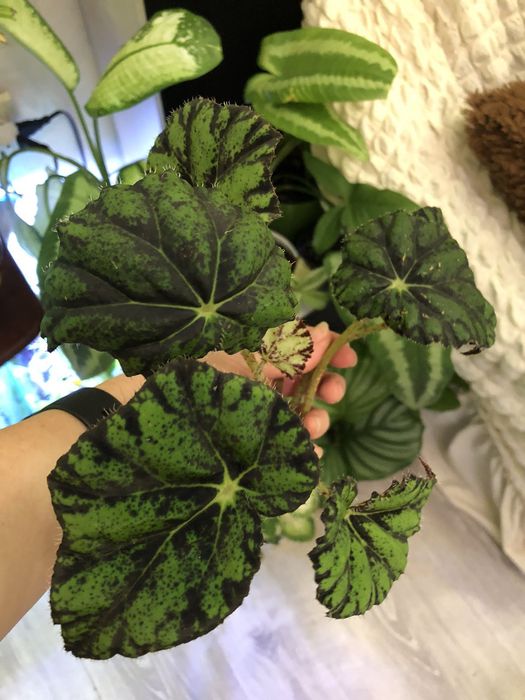 Продам красивые растения сингониумы))!