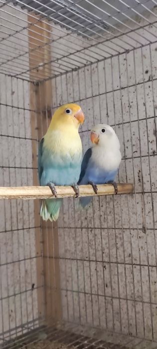 Casal Agapornis Fischeris 2026