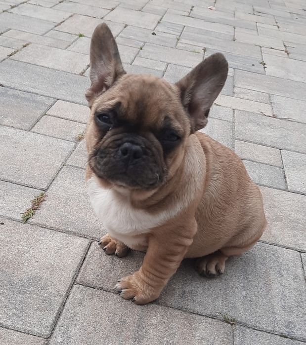 Szczeniaczek buldog francuski