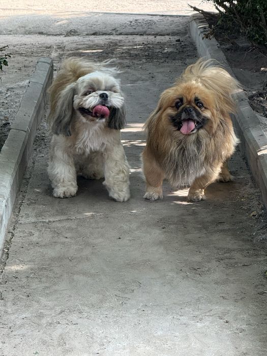 Зооотель/Зоогостиница/Гостиница для собак/передержка/зоосадик/няня