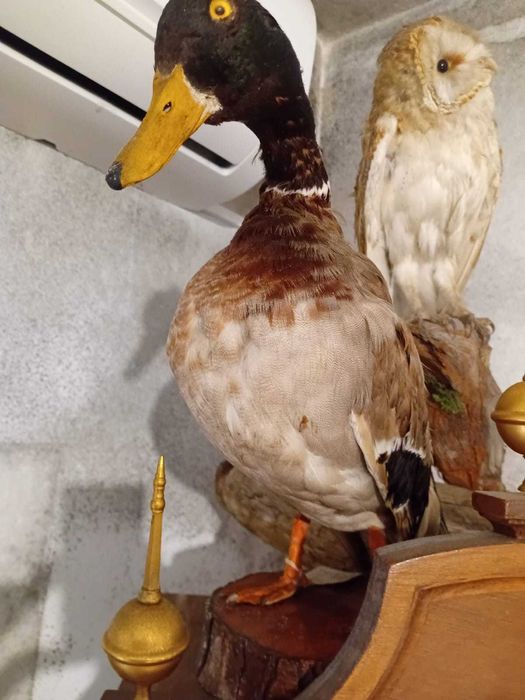 pato empalhado antigo genuíno