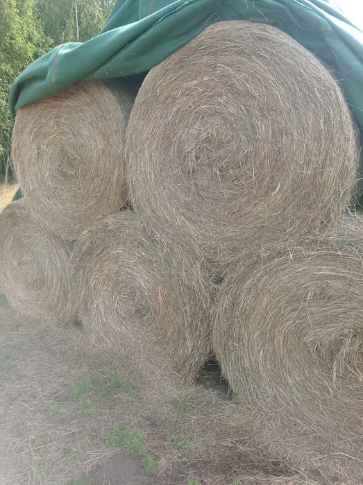 Siano, sianokiszonka/kiszonka z żyta