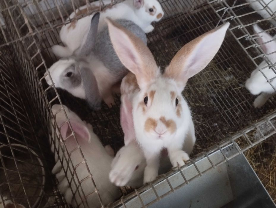 Coelhos (grandes, médio e pequeno) boa qualidade