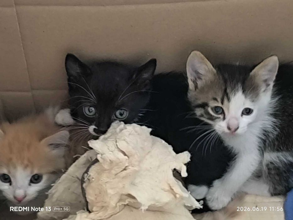 Красивый котенок. Котята брошенные  (помогите пристроить. кошечки и котики)
