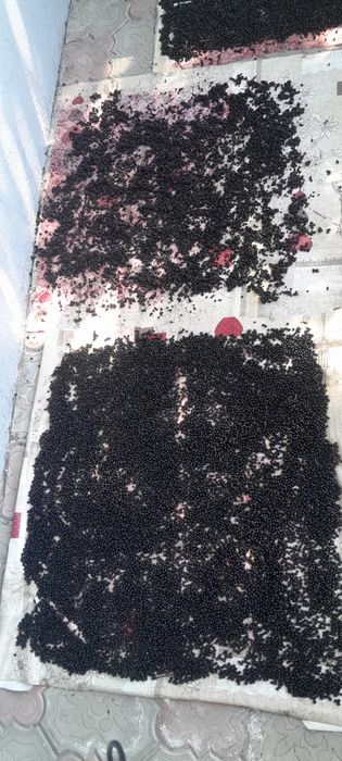 Продам насіннв  акації білої